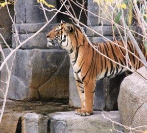 El-Paso-Zoo-New-Tiger-Belahat-1