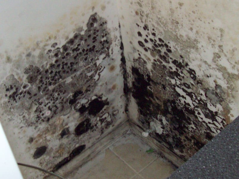 How To Remove Mold Black In Basement, How To Treat Basement Mildew