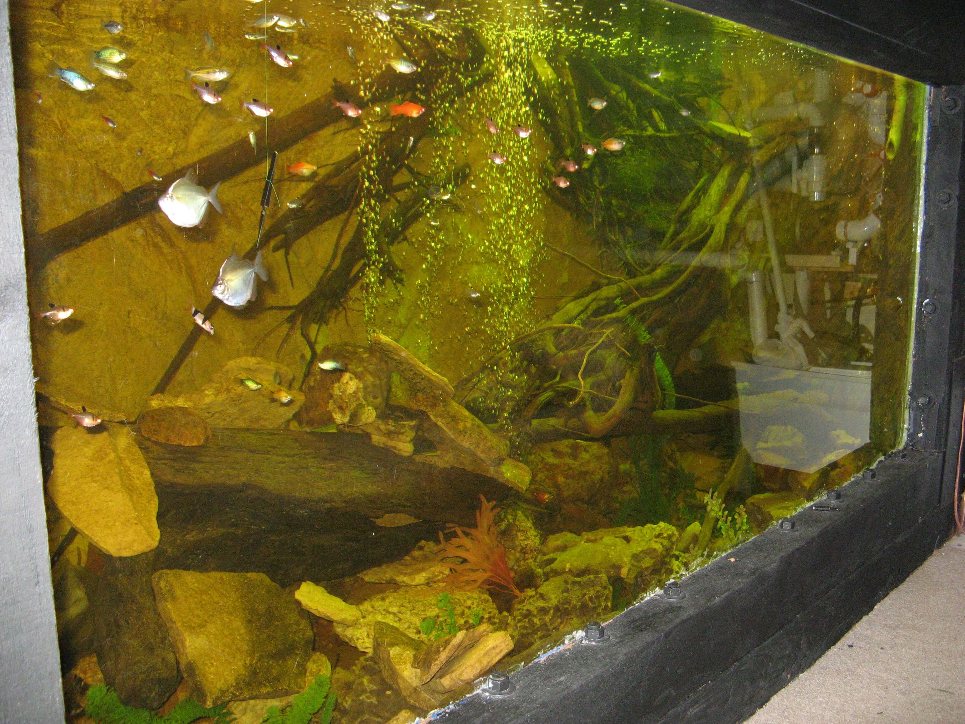 Waterproofing Plywood Aquarium & Fish Tank SANITRED