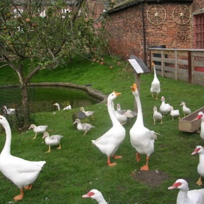 Duck Ponds