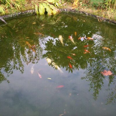 Adding Fish to Backyard Ponds