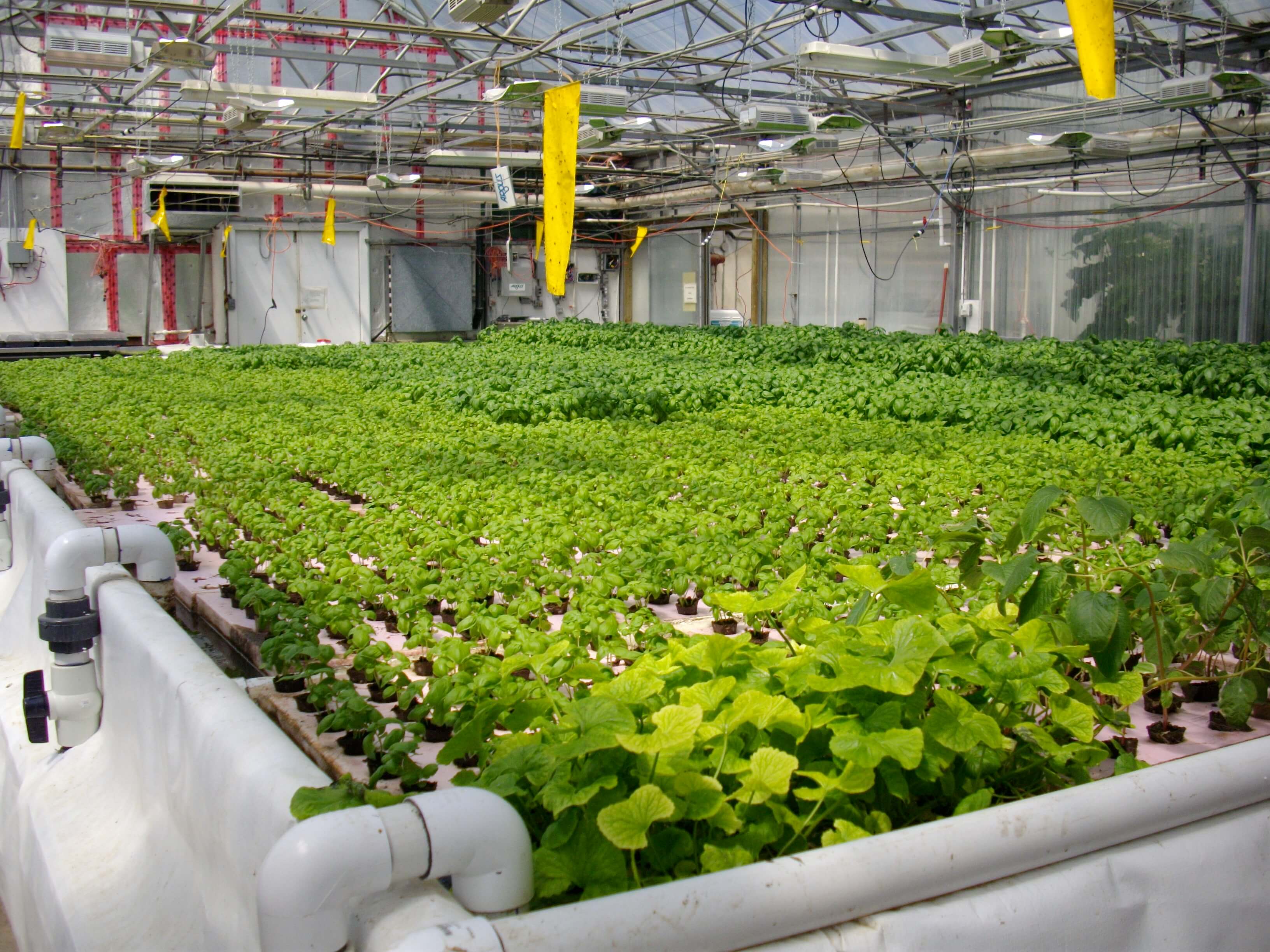 How To Grow Plants With Hydroponics At Jerry Stotts Blog How To Grow Plants With Hydroponics At Jerry Stotts Blog