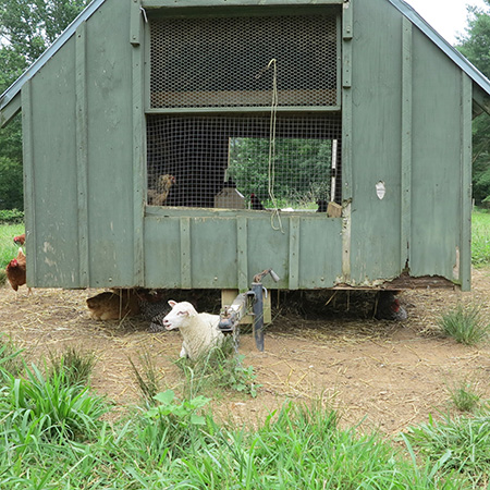 Mobile chicken coup