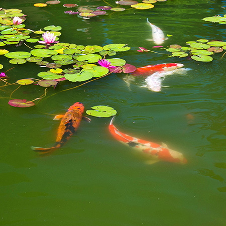 Waterproofed koi fish pond with swimming koi